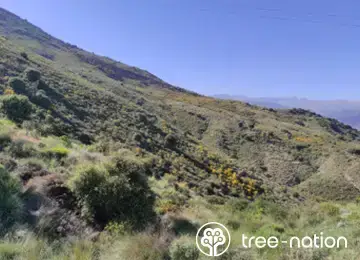 Hilly landscape with shrubs and Tree‑Nation logo representing reforestation support by Traizr mail tracking