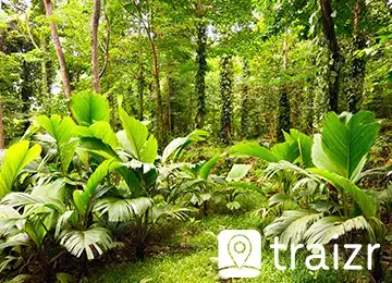 Lush tropical forest with Traizr mail tracking logo overlay
